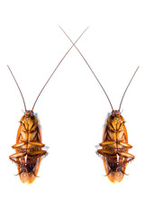 cockroach on white background.(roach, cockroach)