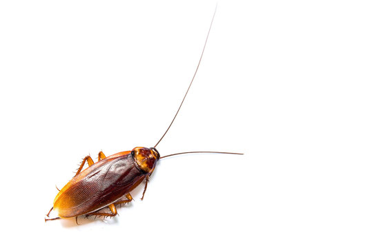 cockroach on white background.(roach, cockroach)