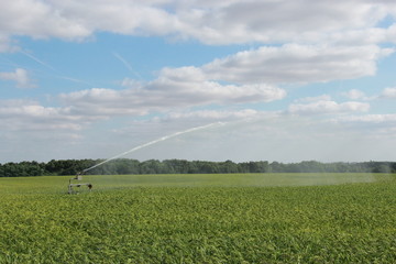 Arrosage millet céréales