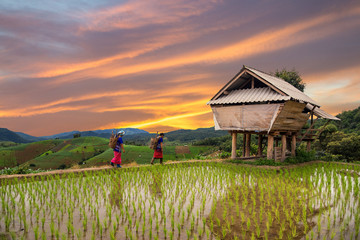 Femme Hmong avec fond de terrasse de rizière à Chiangmai, Th