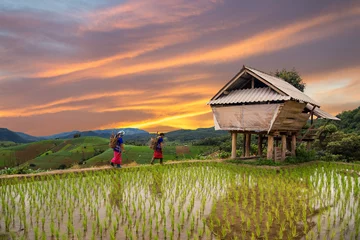 Fotobehang Hmong-vrouw met de achtergrond van het padieveldterras in Chiangmai, Th © martinhosmat083