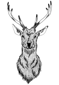 Vector illustration of Christmas deer hand drawn isolated