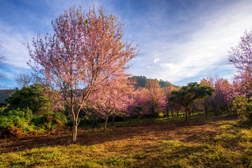 beautiful landscape of platation pink cherry blossom (Sakura) in