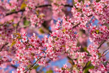 sakura beautiful pink flower select focus and blurry background
