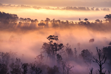 Beautiful sunrise scene with misty and tree in morning in forest