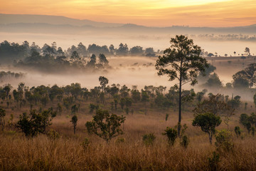 Fototapety  Piękna scena wschodu słońca z mglistym i drzewem rano w lesie