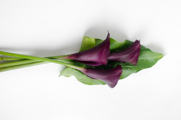 Purple calla lilies on a light background bouquet