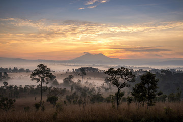 Beautiful Sunrise Landscape of forest , pine tree  , mountain in