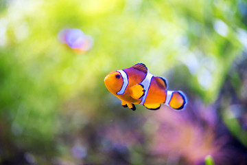 Amphiprion Ocellaris Clownfish In Marine Aquarium