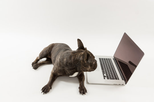 Computer Hund