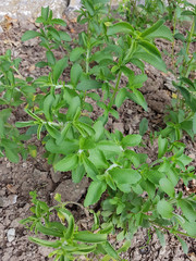 Stevia; rebaudiana; Suesskraut; Suessblatt; Honigkraut