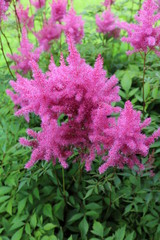 Astilba - perennials "false spirea" or "false salsify"
