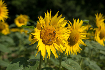 Obraz premium Sonnenblume blühen im Sommer