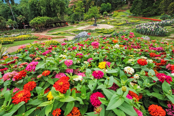 Colorful flowers in gardens with blurry background