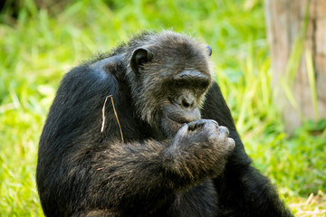 Chimpanzee