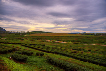 Beautiful sunrise landscape view in tea field