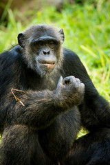 Chimpanzee
