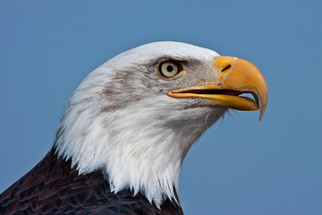 Bald Eagle - Haliaeetus leucocephalus
