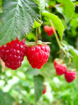 red berries of raspberry