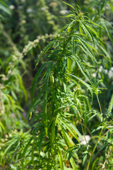 Naklejka premium Cannabis (Marijuana) plant