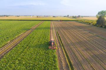 Top view of the tractor in the field of sugar beet. Aerial view.