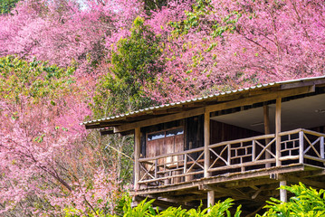 A house in a beautiful pick cherry blossom forest , Chiang mai ,