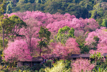 house of sakura at khun chang kian , Chiangmai , Thailand