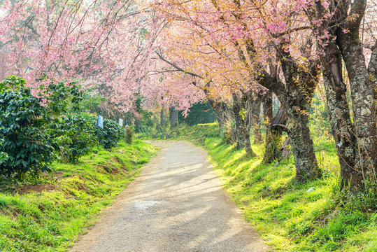 beautiful scenic view of blossoming pink sakura flower tree in g