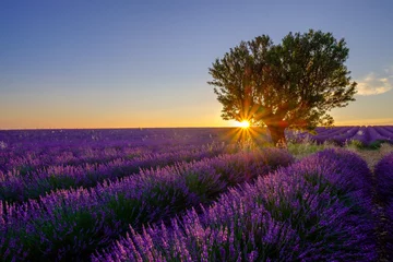 Photo sur Plexiglas Campagne Arbre dans le champ de lavande au coucher du soleil en Provence, France