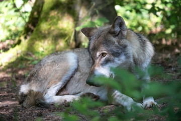 Obraz premium wolf in the forest