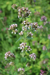 Oregano (Origanum vulgare) - perennial herbaceous plants, medicinal, ornamental and spice
