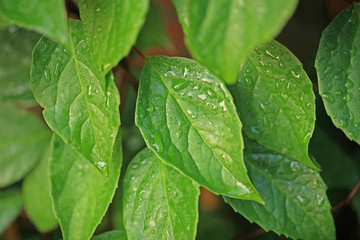 liście cytryńca © agarianna