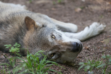 Fototapeta premium wolf in the forest