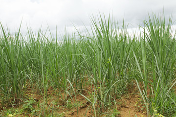 Feld mit Zuckerrohr