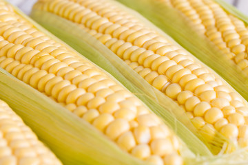 fresh corn vegetable