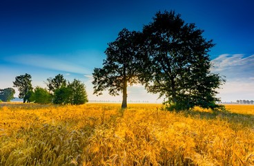 Early morning on rye field. Cereal fields in Poland.