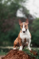 Close Up Pet red Bullterrier Dog Portrait Indoor On nature Background