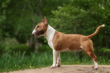 Close Up Pet red Bullterrier Dog Portrait Indoor On nature Background