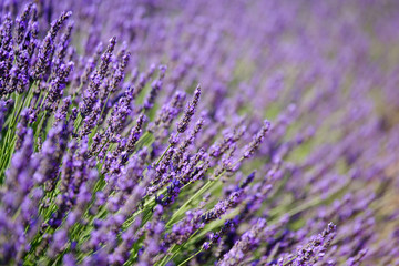 Fototapeta premium Blooming lavender in a field at Provence