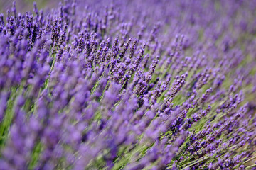 Fototapeta na wymiar Blooming lavender in a field at Provence