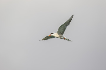 Common Tern in flight