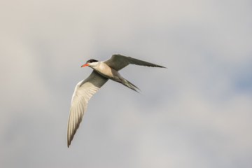 Common Tern in flight