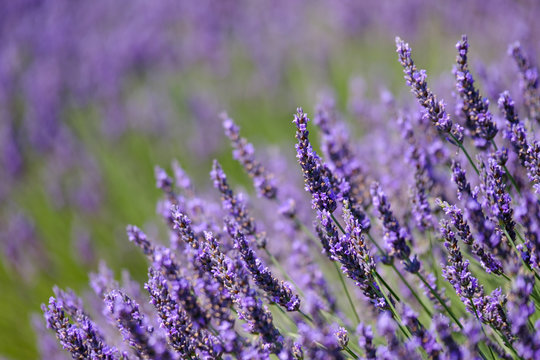 Blooming lavender in a field at Provence