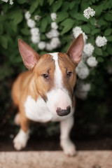 Close Up Pet red Bullterrier Dog Portrait Indoor On nature Background