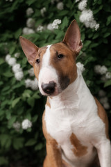 Close Up Pet red Bullterrier Dog Portrait Indoor On nature Background