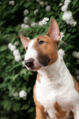 Close Up Pet red Bullterrier Dog Portrait Indoor On nature Background