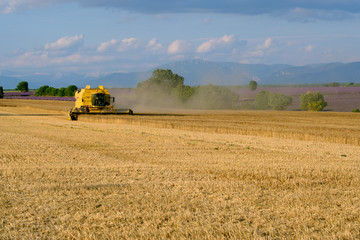 Obraz premium Harvester gathers the wheat crop in a field