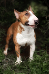 Close Up Pet red Bullterrier Dog Portrait Indoor On nature Background