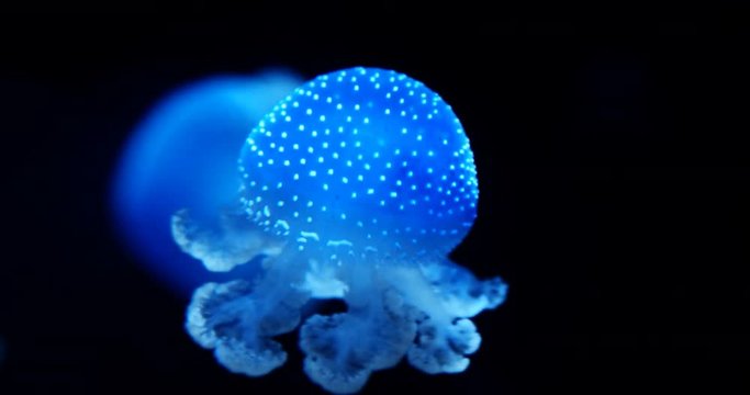 Jellyfish swimming in dark waters lit from top by blue light