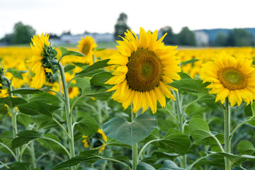 Fototapeta premium Sonnenblumen auf dem Sonnenblumenfeld